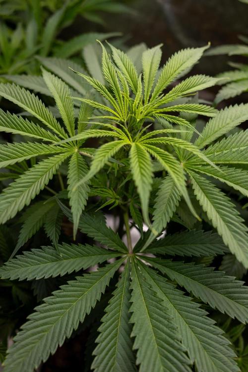 Tropicana Cookies #1 - Zamnesia x B&B. Week 5 - Tropicana Cookies - 1st week Bloom - No Techniques