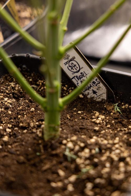Tropicana Cookies #1 - Zamnesia x B&B. Week 5 - Tropicana Cookies - 1st week Bloom - No Techniques