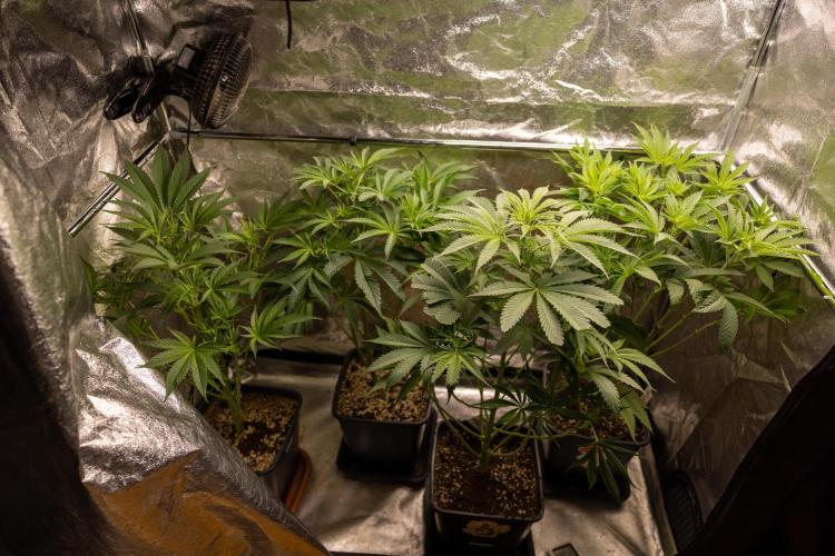 Tropicana Cookies #1 - Zamnesia x B&B. Week 5 - Zamnesia Crew in Bloom