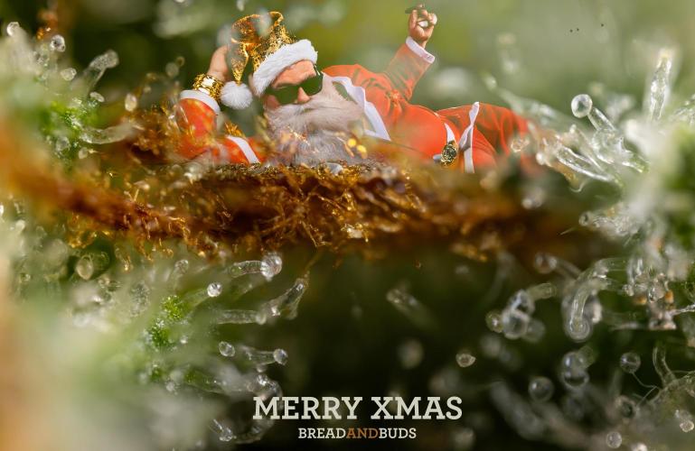 Tropicana Cookies #1 - Zamnesia x B&B. Week 5 - Merry xMas to everybody