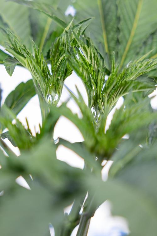 L.A. Kush Cake #3 - Zamnesia x B&B. Week 5 - La Kush Cake - Veg - Week 5 - Topping