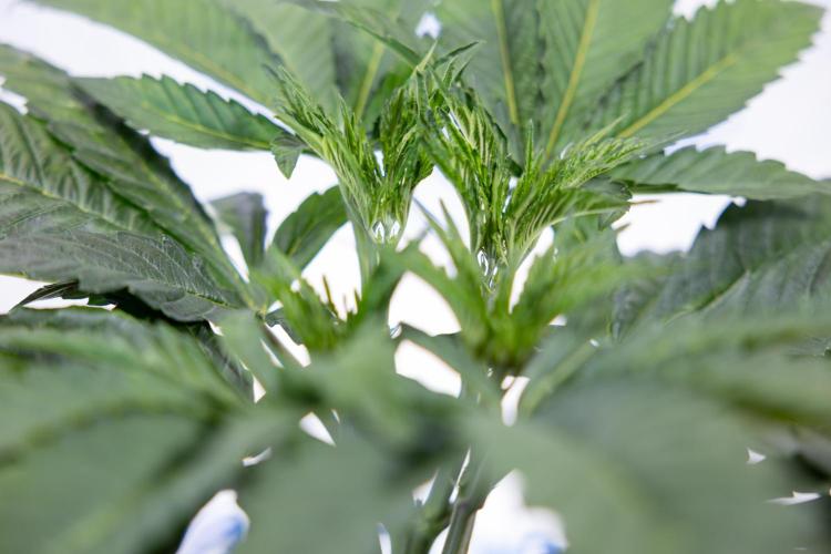 L.A. Kush Cake #3 - Zamnesia x B&B. Week 5 - La Kush Cake - Veg - Week 5 - Topping