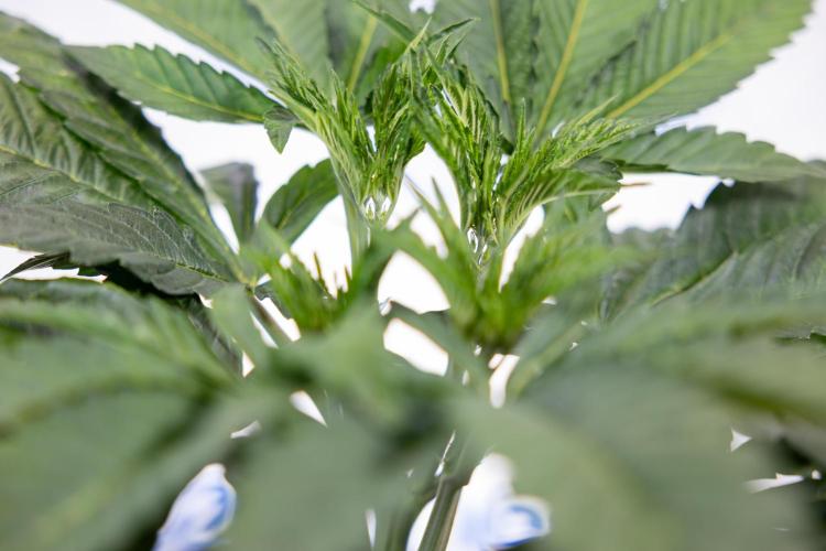 L.A. Kush Cake #3 - Zamnesia x B&B. Week 5 - La Kush Cake - Veg - Week 5 - Topping