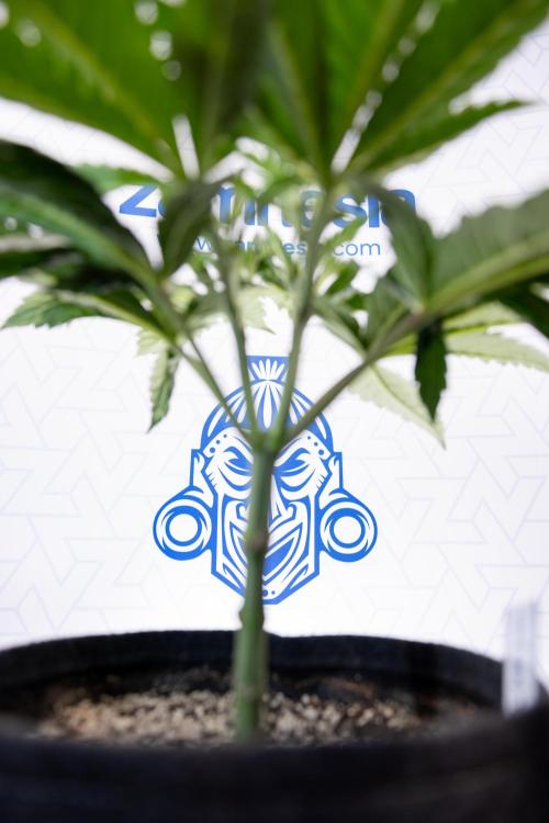 L.A. Kush Cake #3 - Zamnesia x B&B. Week 5 - La Kush Cake - Veg - Week 5 - Topping