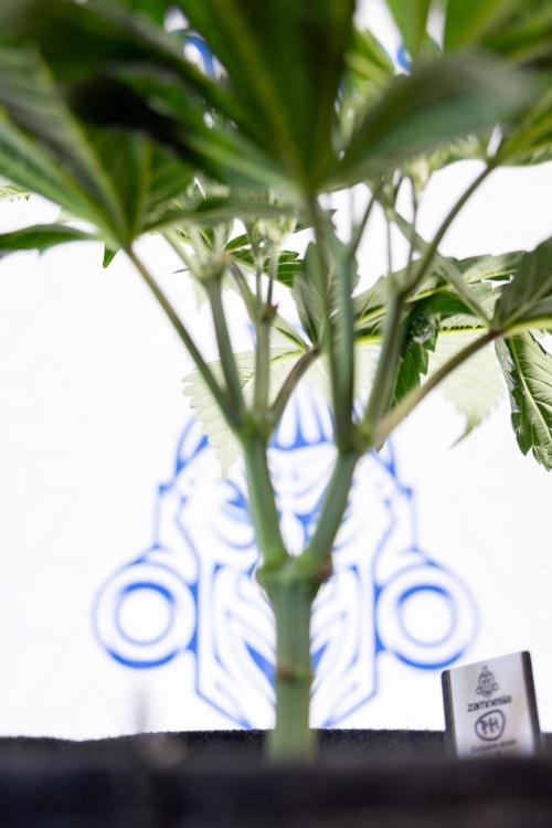 L.A. Kush Cake #3 - Zamnesia x B&B. Week 5 - La Kush Cake - Veg - Week 5 - Topping