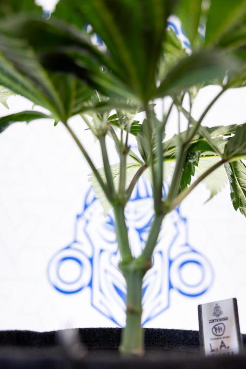 L.A. Kush Cake #3 - Zamnesia x B&B. Week 5 - La Kush Cake - Veg - Week 5 - Topping