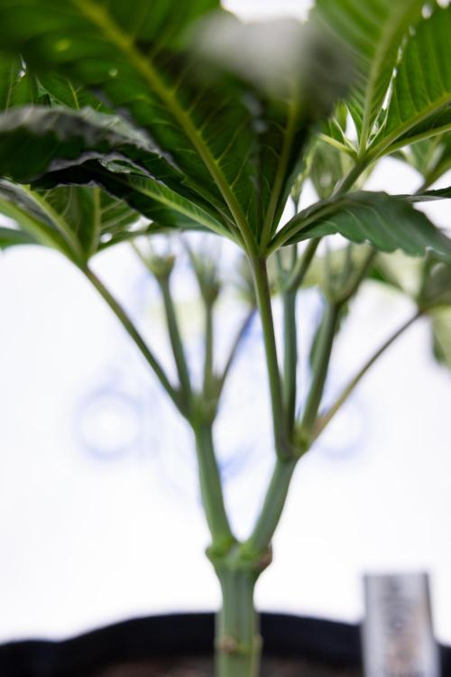 L.A. Kush Cake #3 - Zamnesia x B&B. Week 5 - La Kush Cake - Veg - Week 5 - Topping