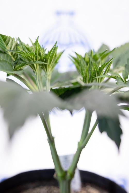 L.A. Kush Cake #3 - Zamnesia x B&B. Week 5 - La Kush Cake - Veg - Week 5 - Topping