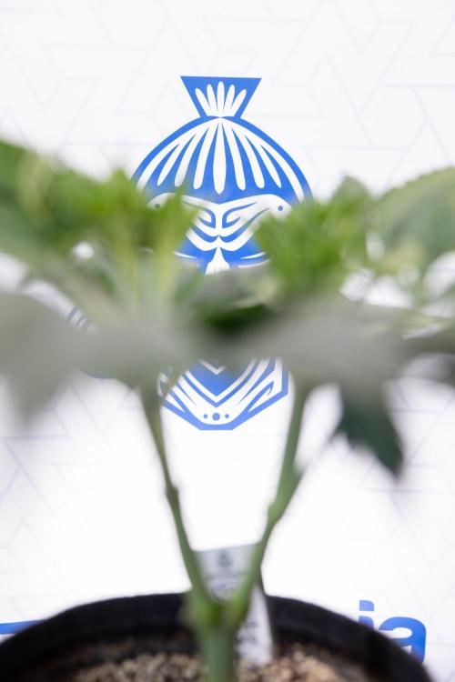 L.A. Kush Cake #3 - Zamnesia x B&B. Week 5 - La Kush Cake - Veg - Week 5 - Topping