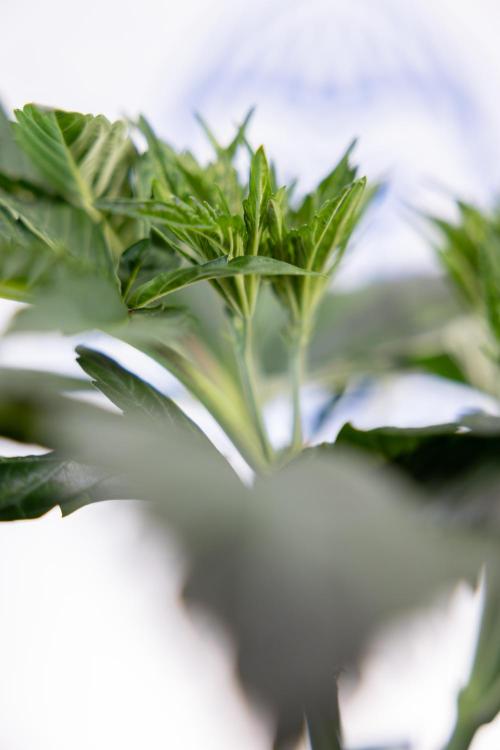 L.A. Kush Cake #3 - Zamnesia x B&B. Week 5 - La Kush Cake - Veg - Week 5 - Topping