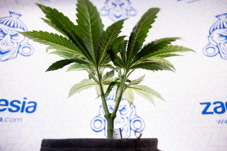 L.A. Kush Cake #3 - Zamnesia x B&B. Week 5 - La Kush Cake - Veg - Week 5 - Topping