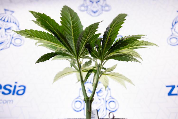 L.A. Kush Cake #3 - Zamnesia x B&B. Week 5 - La Kush Cake - Veg - Week 5 - Topping