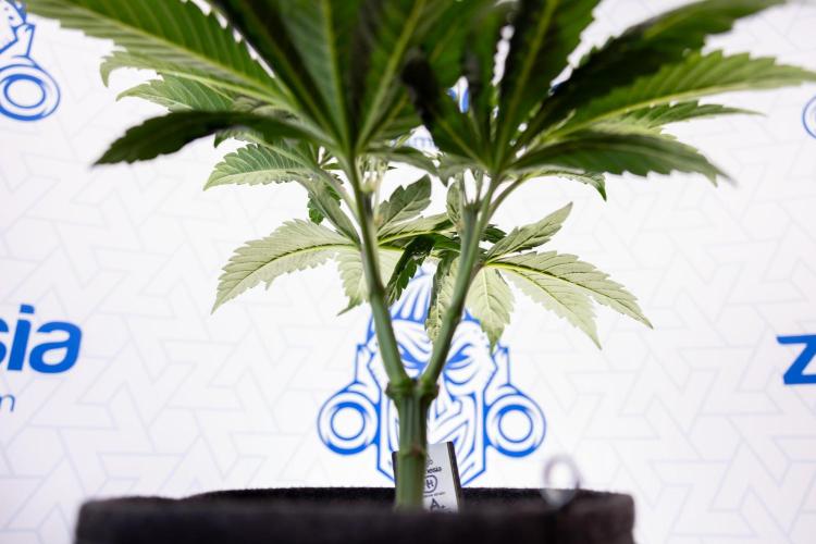 L.A. Kush Cake #3 - Zamnesia x B&B. Week 5 - La Kush Cake - Veg - Week 5 - Topping