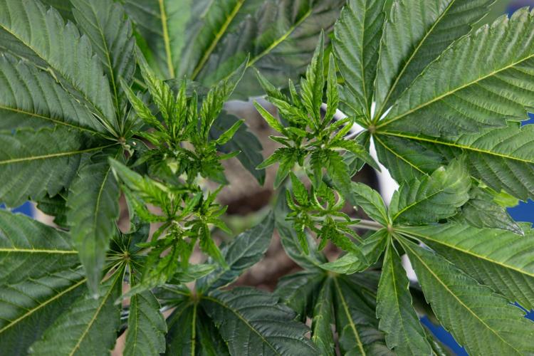 L.A. Kush Cake #3 - Zamnesia x B&B. Week 5 - La Kush Cake - Veg - Week 5 - Topping