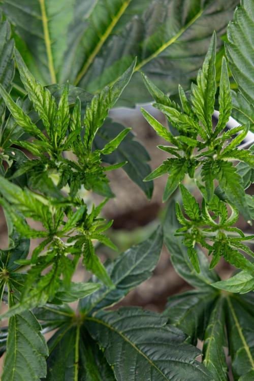 L.A. Kush Cake #3 - Zamnesia x B&B. Week 5 - La Kush Cake - Veg - Week 5 - Topping