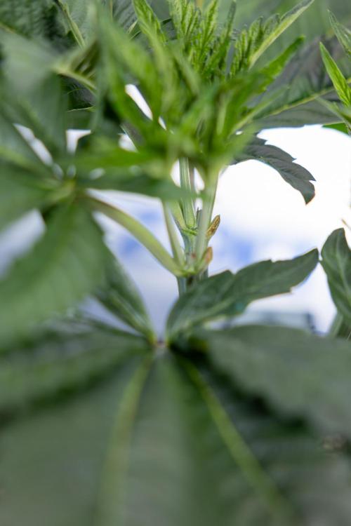 L.A. Kush Cake #3 - Zamnesia x B&B. Week 5 - La Kush Cake - Veg - Week 5 - Topping