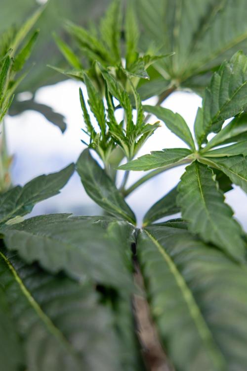 L.A. Kush Cake #3 - Zamnesia x B&B. Week 5 - La Kush Cake - Veg - Week 5 - Topping