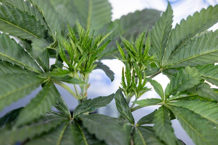 L.A. Kush Cake #3 - Zamnesia x B&B. Week 5 - La Kush Cake - Veg - Week 5 - Topping