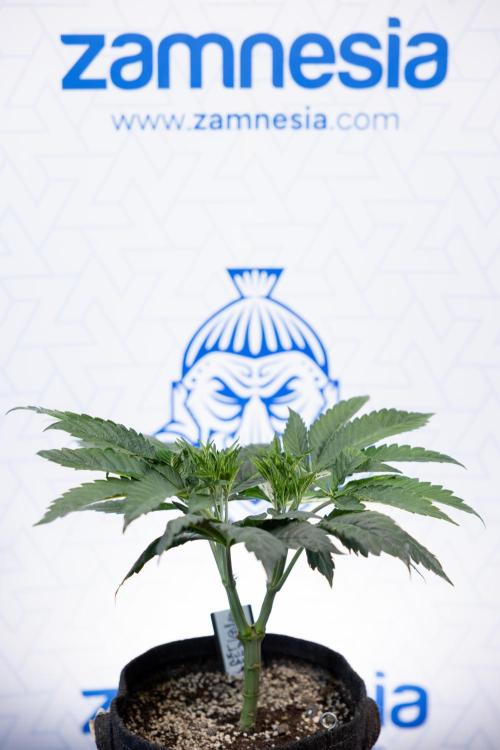 L.A. Kush Cake #3 - Zamnesia x B&B. Week 5 - La Kush Cake - Veg - Week 5 - Topping