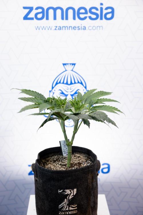 L.A. Kush Cake #3 - Zamnesia x B&B. Week 5 - La Kush Cake - Veg - Week 5 - Topping