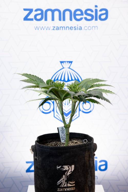 L.A. Kush Cake #3 - Zamnesia x B&B. Week 5 - La Kush Cake - Veg - Week 5 - Topping