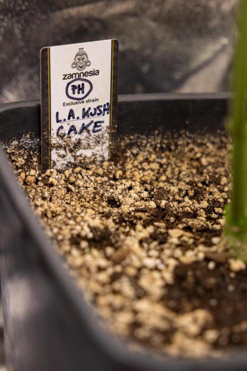 L.A. KUSH Cake #2 - Zamnesia x B&B. Week 5 - LA Kush Cake #2 - 1st week of Bloom - No Techniques