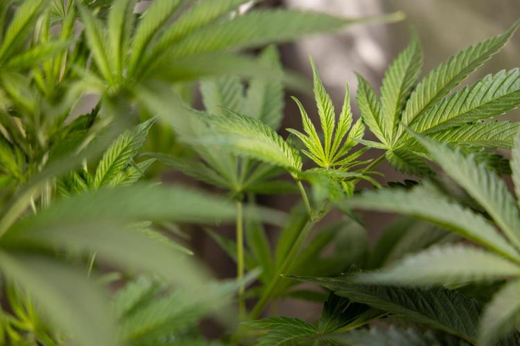 L.A. KUSH Cake #2 - Zamnesia x B&B. Week 5 - LA Kush Cake #2 - 1st week of Bloom - No Techniques