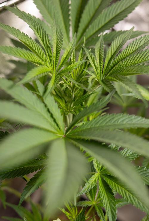 L.A. KUSH Cake #2 - Zamnesia x B&B. Week 5 - LA Kush Cake #2 - 1st week of Bloom - No Techniques