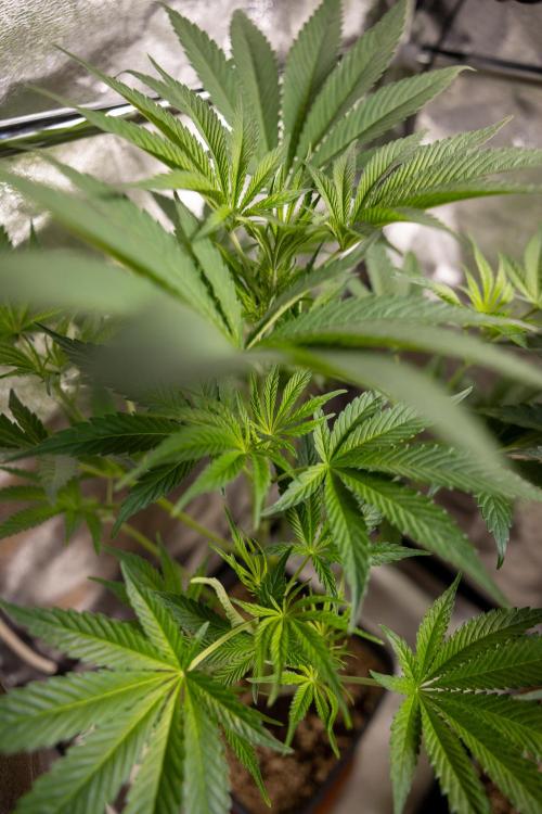 L.A. KUSH Cake #2 - Zamnesia x B&B. Week 5 - LA Kush Cake #2 - 1st week of Bloom - No Techniques