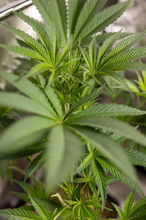 L.A. KUSH Cake #2 - Zamnesia x B&B. Week 5 - LA Kush Cake #2 - 1st week of Bloom - No Techniques