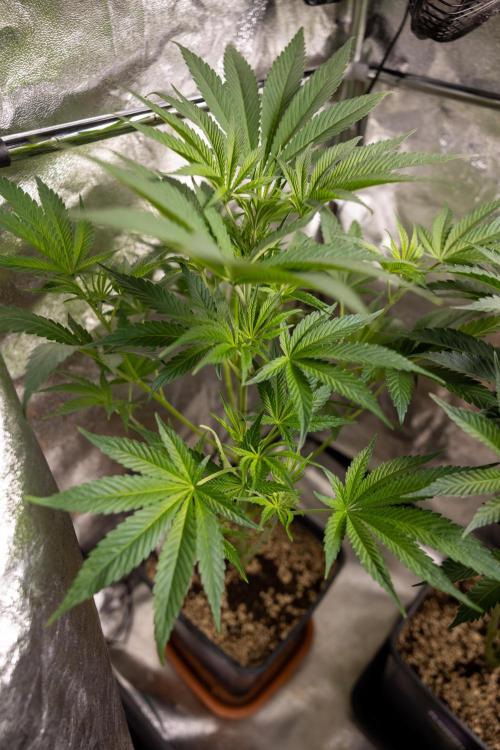 L.A. KUSH Cake #2 - Zamnesia x B&B. Week 5 - LA Kush Cake #2 - 1st week of Bloom - No Techniques