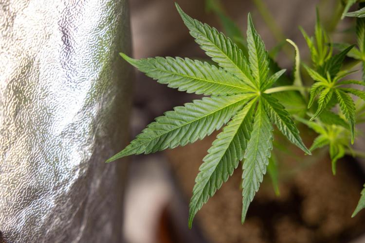 L.A. KUSH Cake #2 - Zamnesia x B&B. Week 5 - LA Kush Cake #2 - 1st week of Bloom - No Techniques