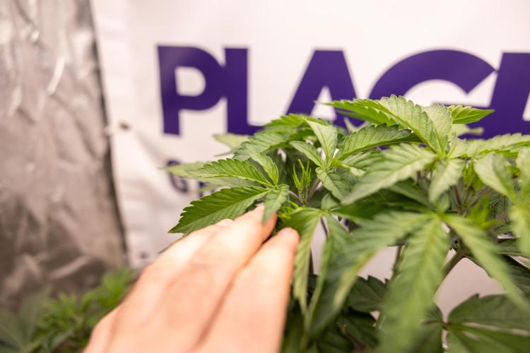 L.A. KUSH Cake #1 - Zamnesia x B&B. Week 5 - La Kush Cake #1 - Week 6 - Topping x16