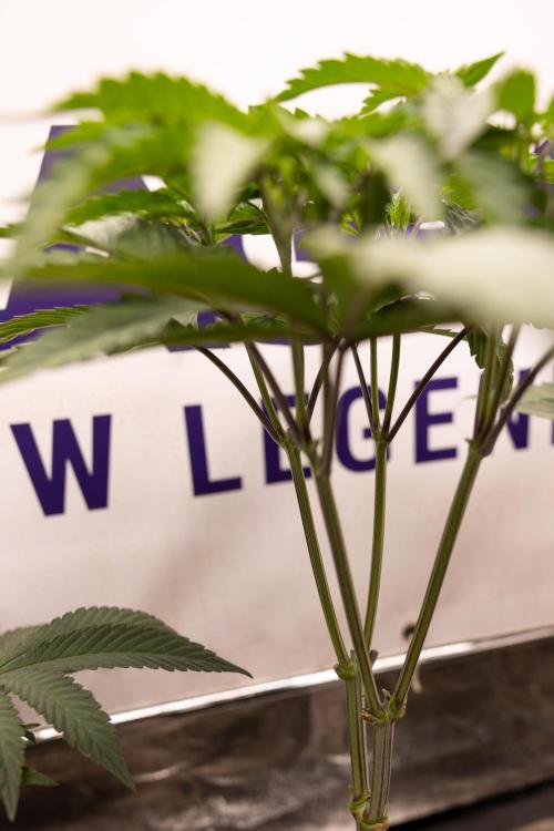 L.A. KUSH Cake #1 - Zamnesia x B&B. Week 5 - La Kush Cake #1 - Week 6 - Topping x16