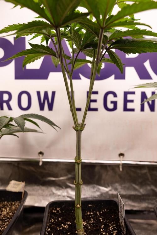 L.A. KUSH Cake #1 - Zamnesia x B&B. Week 5 - La Kush Cake #1 - Week 6 - Topping x16