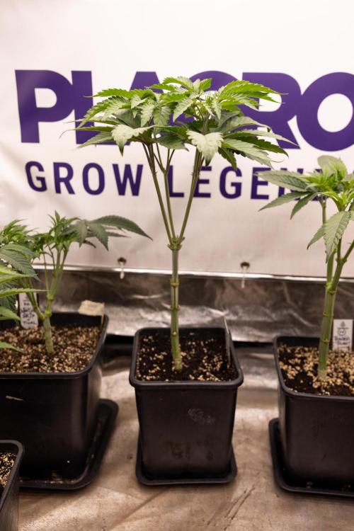 L.A. KUSH Cake #1 - Zamnesia x B&B. Week 5 - La Kush Cake #1 - Week 6 - Topping x16