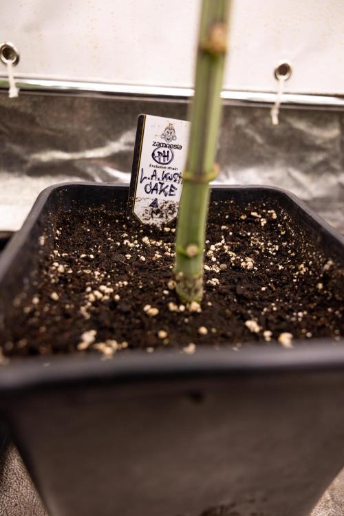 L.A. KUSH Cake #1 - Zamnesia x B&B. Week 5 - La Kush Cake #1 - Week 6 - Topping x16