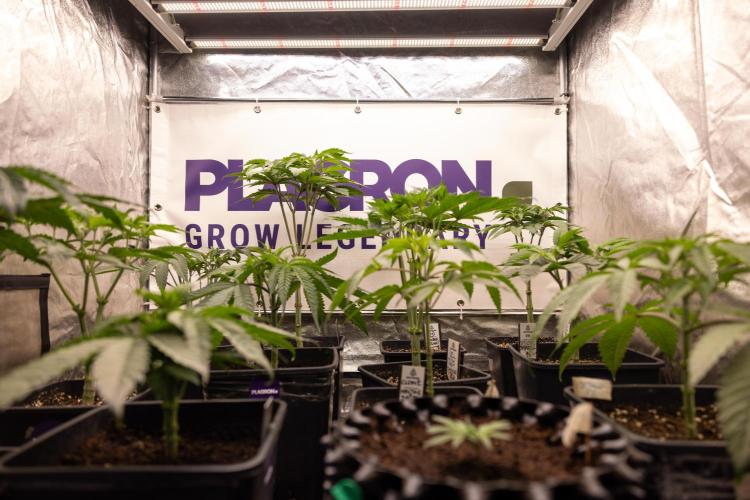 L.A. KUSH Cake #1 - Zamnesia x B&B. Week 5 - Plagron x Zamnesia Crew