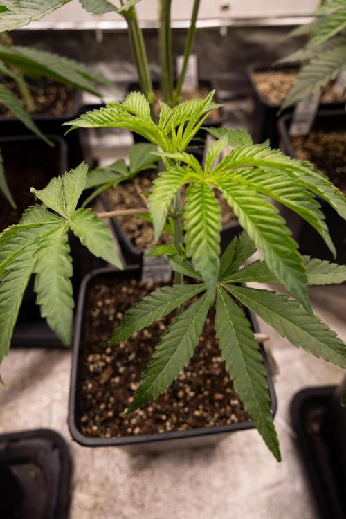 Nectar Drip #5 Clone - Zamnesia x B&B. Week 3 - Zamnesia x Tical - Nectar Drip #5 - Clone