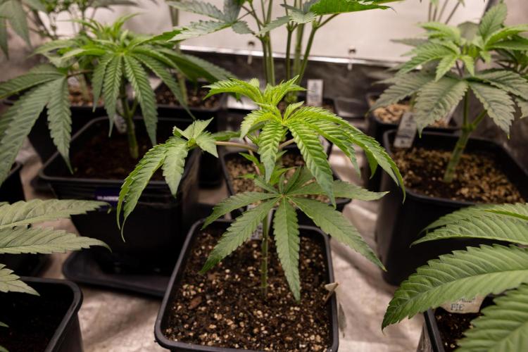 Nectar Drip #5 Clone - Zamnesia x B&B. Week 3 - Zamnesia x Tical - Nectar Drip #5 - Clone