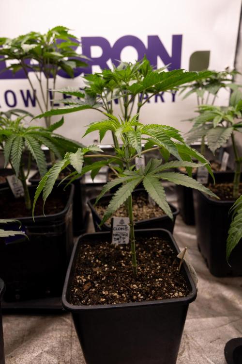 Nectar Drip #5 Clone - Zamnesia x B&B. Week 3 - Zamnesia x Tical - Nectar Drip #5 - Clone