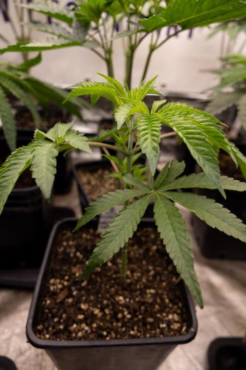 Nectar Drip #5 Clone - Zamnesia x B&B. Week 3 - Zamnesia x Tical - Nectar Drip #5 - Clone