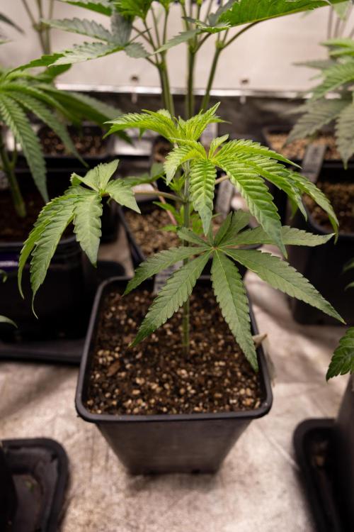 Nectar Drip #5 Clone - Zamnesia x B&B. Week 3 - Zamnesia x Tical - Nectar Drip #5 - Clone