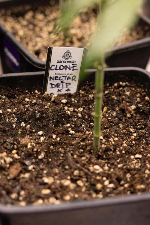 Nectar Drip #5 Clone - Zamnesia x B&B. Week 3 - Zamnesia x Tical - Nectar Drip #5 - Clone