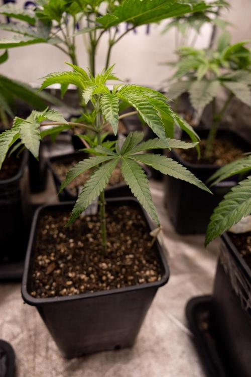 Nectar Drip #5 Clone - Zamnesia x B&B. Week 3 - Zamnesia x Tical - Nectar Drip #5 - Clone