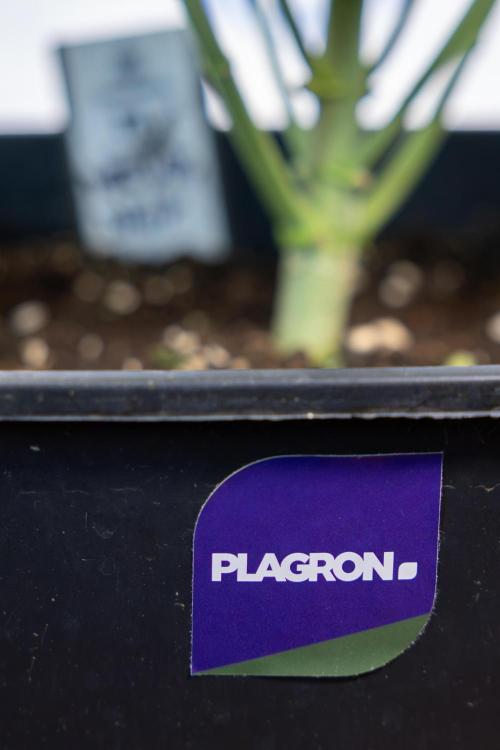 Nectar Drip #4 - Zamnesia x Tical x B&B. Week 5 - Tical x Zamnesia - Nectar Drip #4