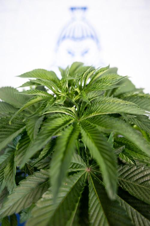 Nectar Drip #4 - Zamnesia x Tical x B&B. Week 5 - Tical x Zamnesia - Nectar Drip #4