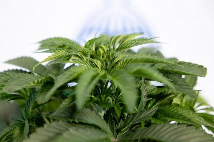 Nectar Drip #4 - Zamnesia x Tical x B&B. Week 5 - Tical x Zamnesia - Nectar Drip #4