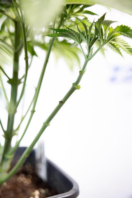 Nectar Drip #4 - Zamnesia x Tical x B&B. Week 5 - Tical x Zamnesia - Nectar Drip #4