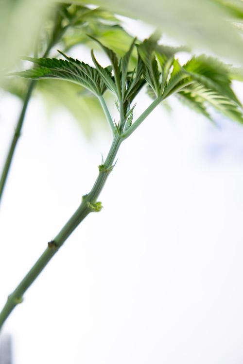 Nectar Drip #4 - Zamnesia x Tical x B&B. Week 5 - Tical x Zamnesia - Nectar Drip #4